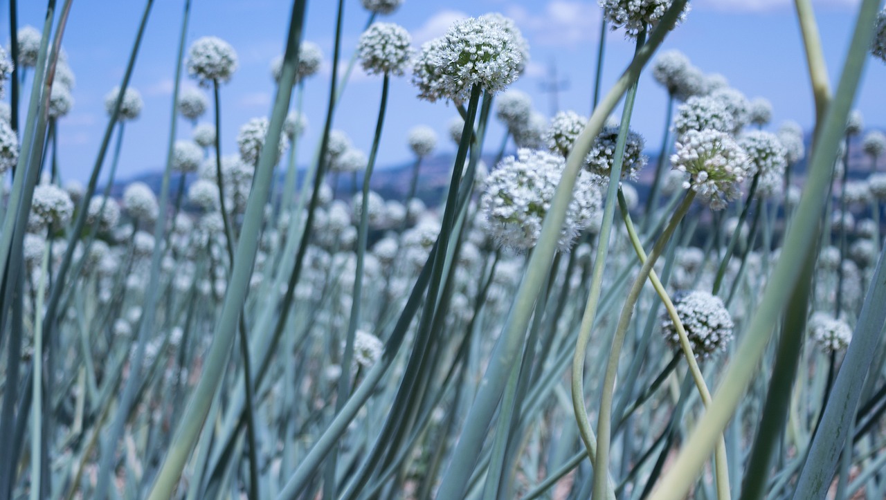 最新仿真花圖片與價格，美化生活的藝術(shù)品展示