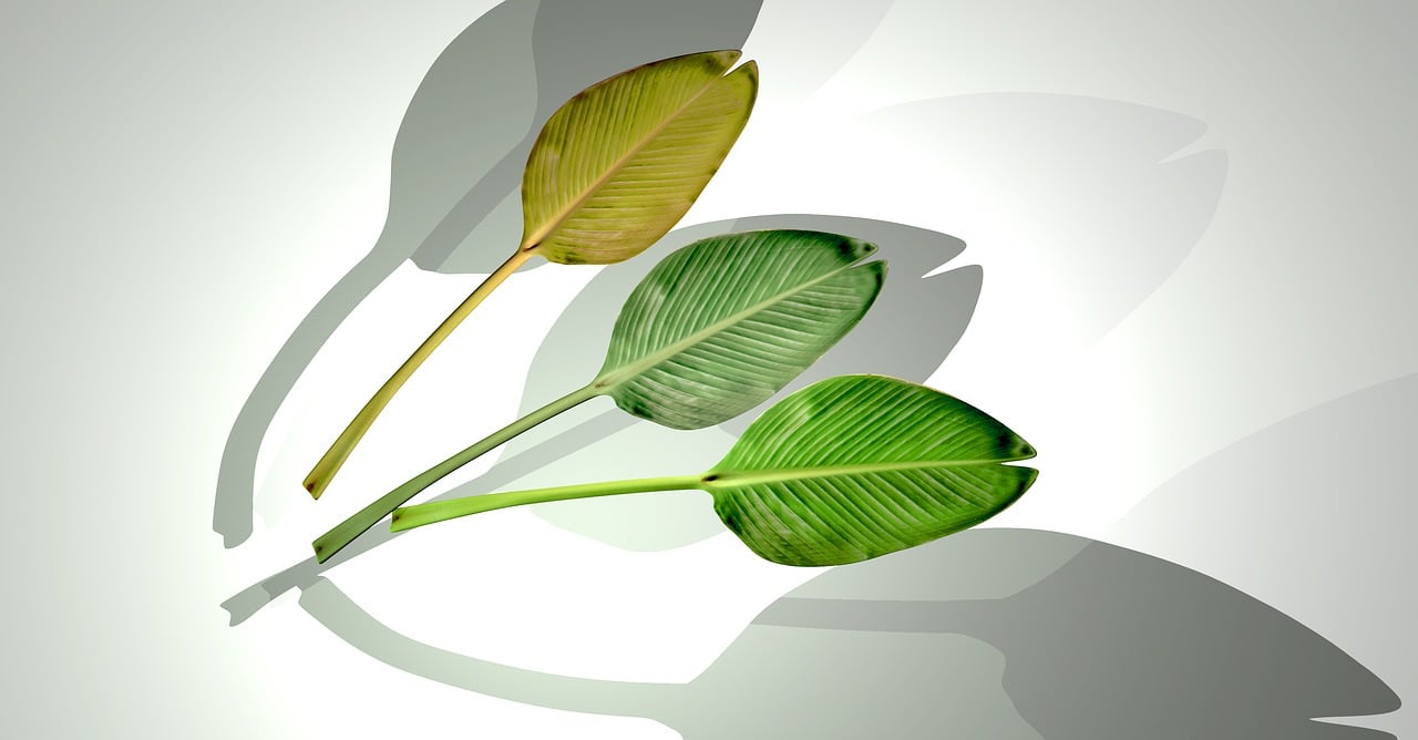 石家莊華普城最新動態(tài)，城市發(fā)展的脈搏與未來展望揭秘