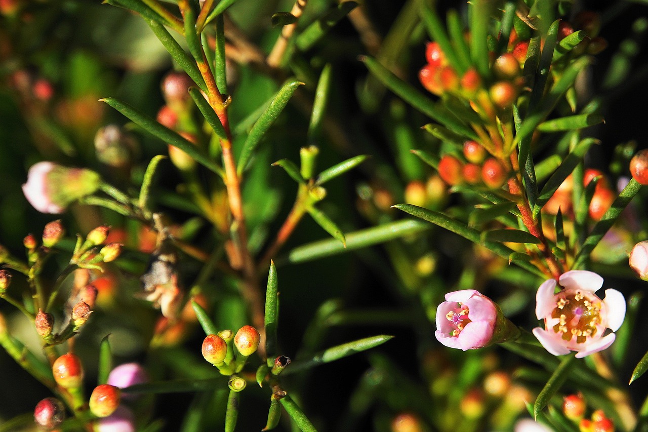 神奇小村長(zhǎng)的最新章節(jié)更新動(dòng)態(tài)