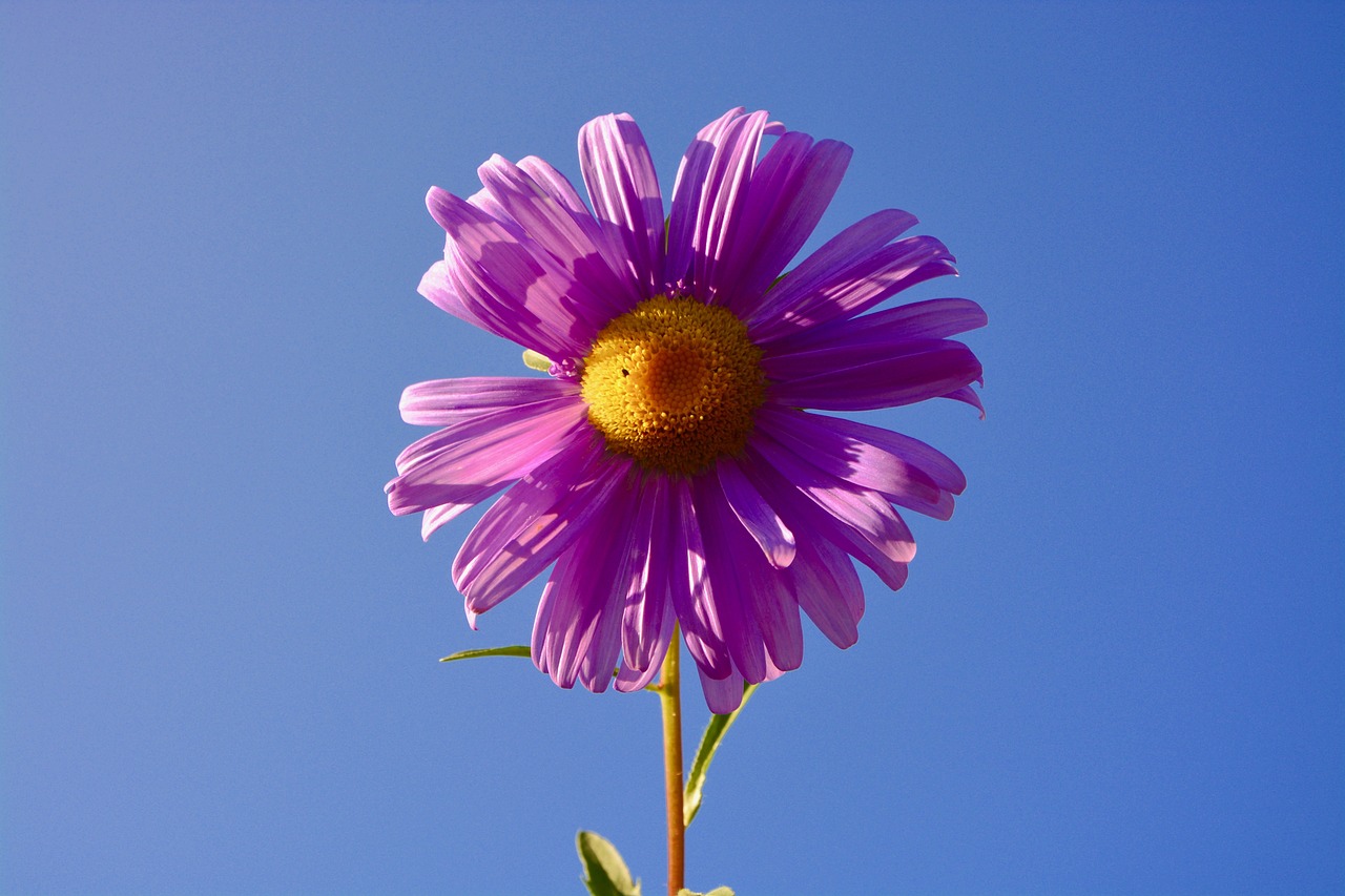 六安紫御府最新動態(tài)，引領城市生活新潮流