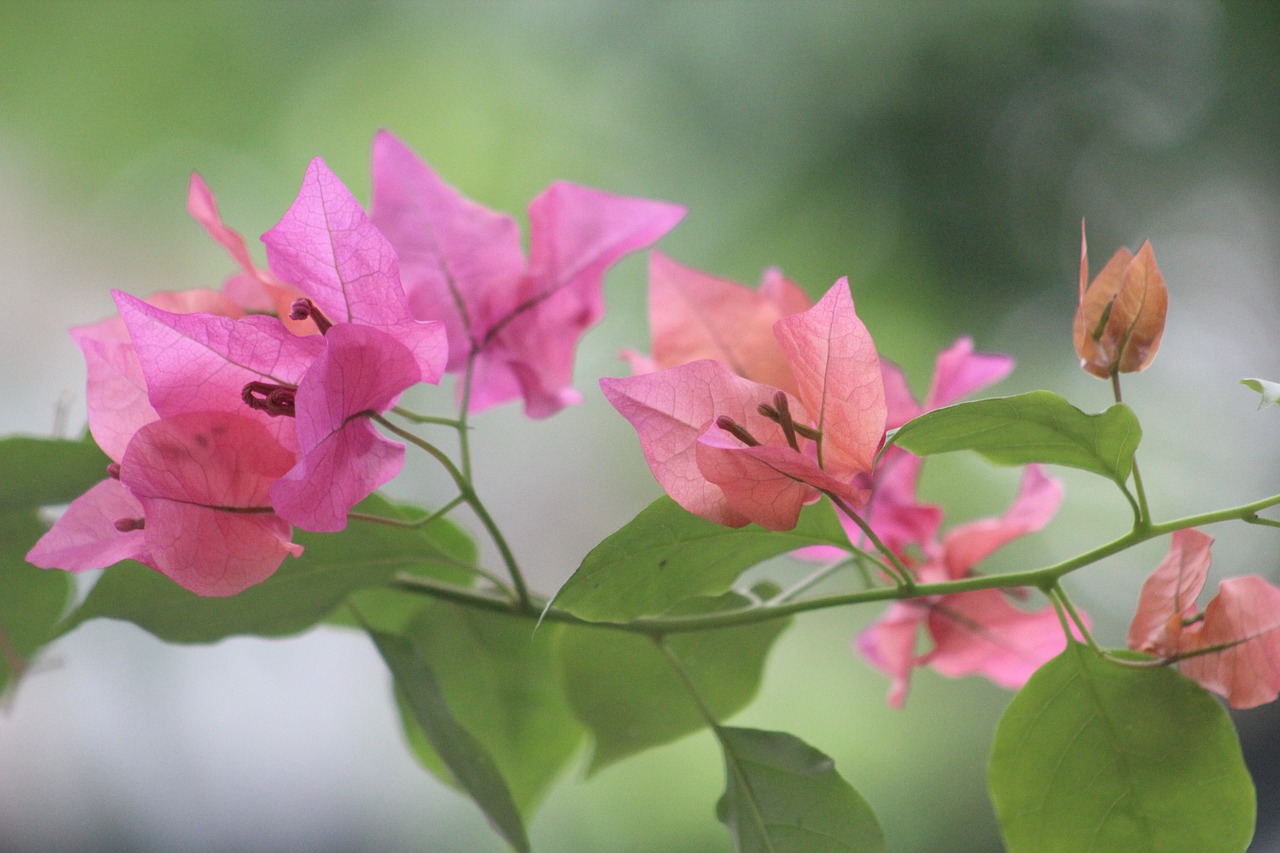 咸陽一品蘭軒最新動(dòng)態(tài)揭秘，卓越品質(zhì)展現(xiàn)，未來發(fā)展探索之路