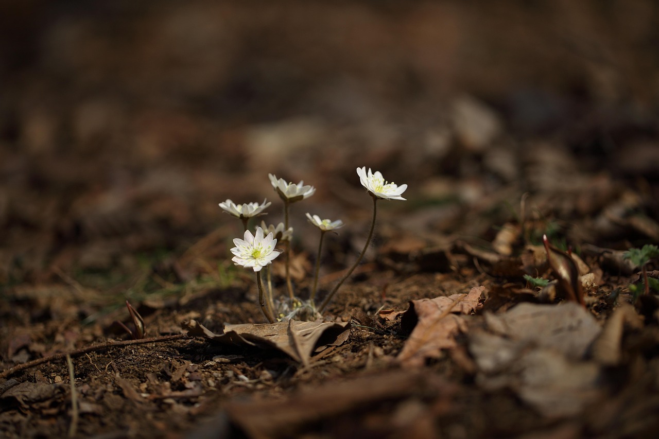 揭開神秘面紗，山海天臥龍山最新動態(tài)與消息揭秘新篇章