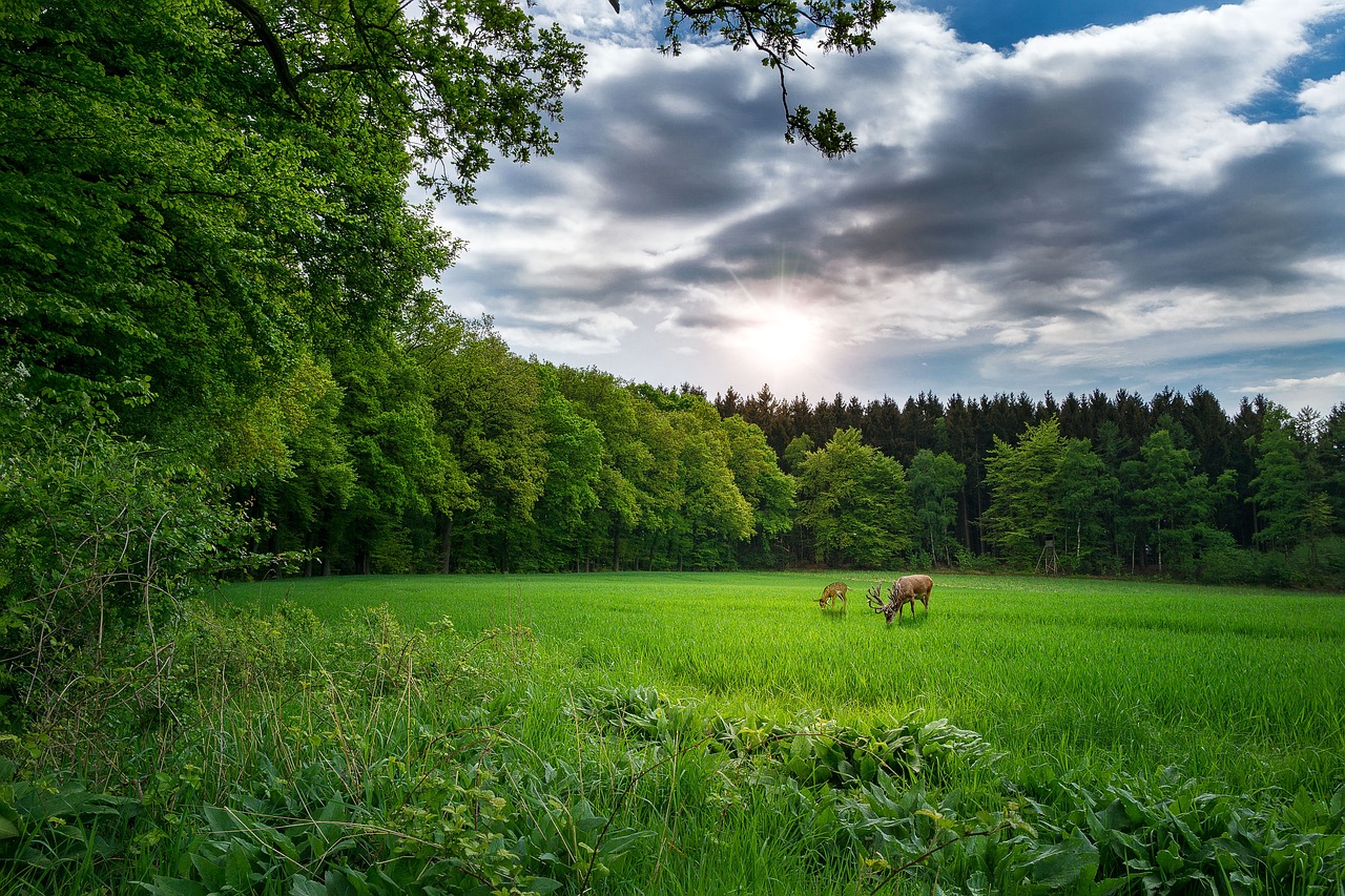 Nginx最新版本的探索與解析，版本更新動(dòng)態(tài)及功能解析
