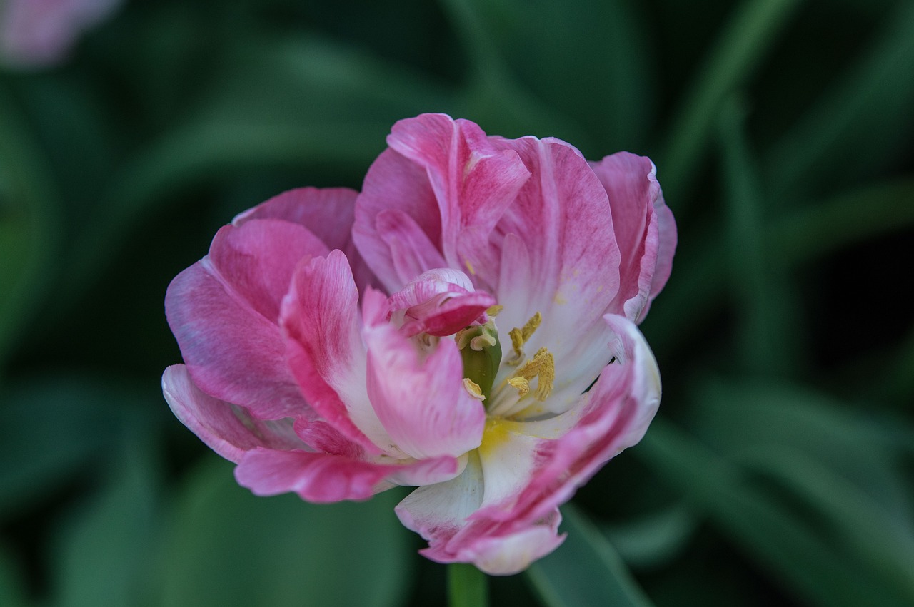 南京融創(chuàng)臻園最新動態(tài)解析，深度了解最新消息