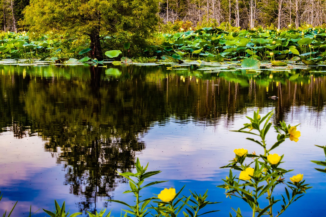 濟南市北湖最新進展，城市綠色發(fā)展實踐的生動展示