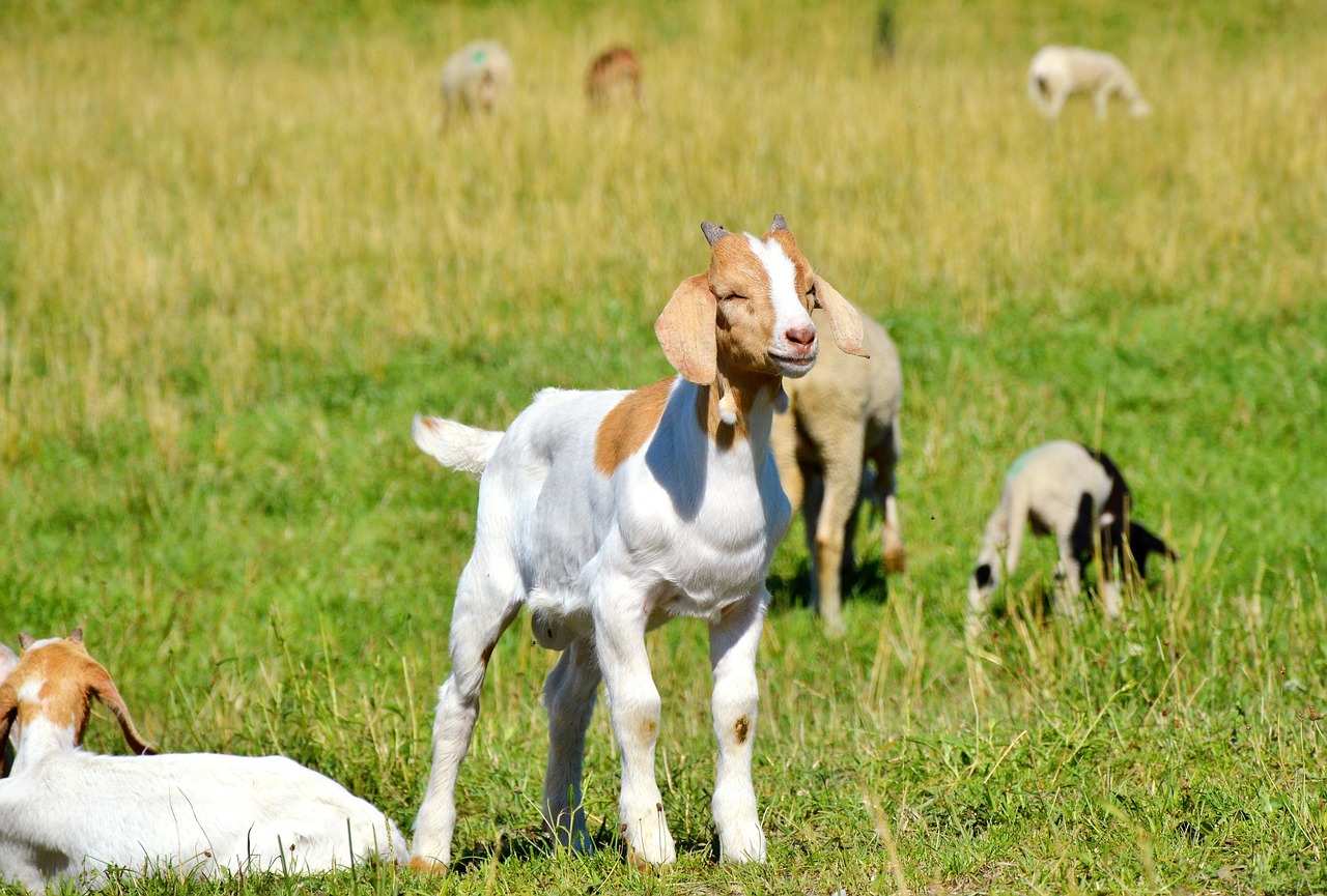 探索貓咪世界，最新應(yīng)用程序下載安裝指南