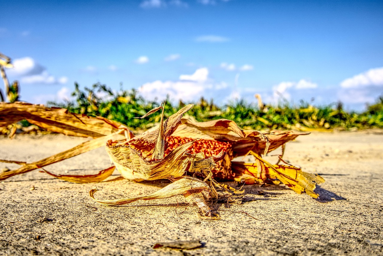 涿州京南一品最新動(dòng)態(tài)，持續(xù)更新與深度解讀